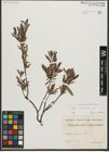 Foto von Salix waldsteiniana Willd.